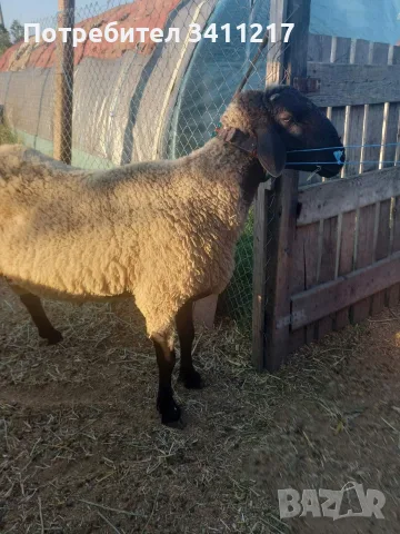 продавам млад коч