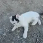 Коте на три месеца, снимка 2