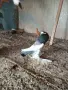 Гълъби седлати болани, снимка 1