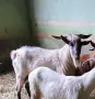 Предлагам млад пръч. , снимка 3