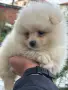 Момче Померанче, снимка 3