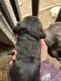 Продавам кученца Кане корсо, снимка 9