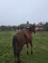 Конче на 1г продава се, снимка 3