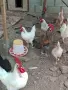 Продавам разлипни породи петли, снимка 3