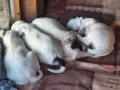 Кученца английски сетер, снимка 4