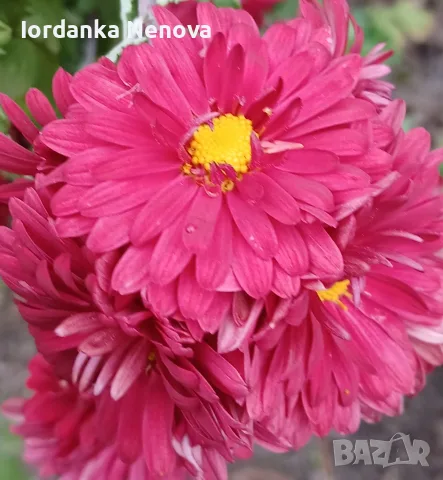 Димитровчета (хризантеми), снимка 6 - Градински цветя и растения - 56655155