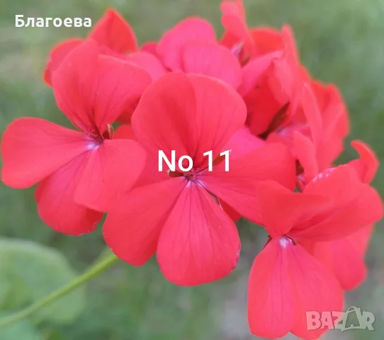 Мушкато червено 2 €, снимка 4 - Стайни растения - 56615286