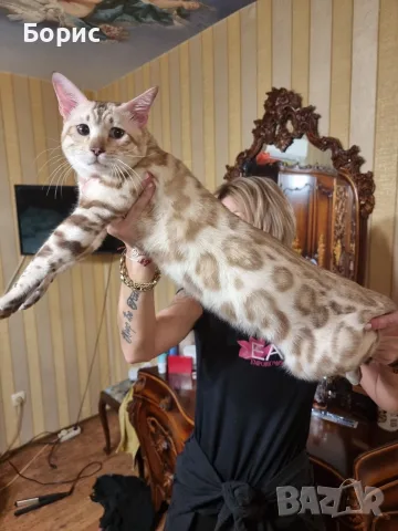 Бенгалска котка, снимка 4 - Бенгалски - 40146006