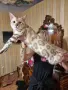 Бенгалска котка, снимка 4