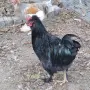 Продавам  петли, снимка 3