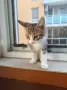 Подаряват се три спасени малки котенца, снимка 3