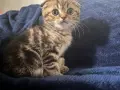 Британски котета, снимка 7