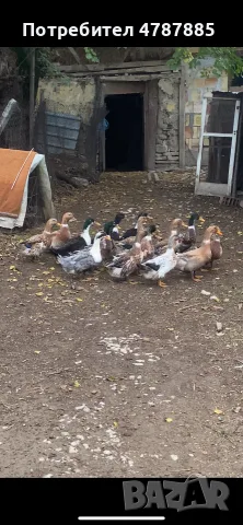 Продавам патици