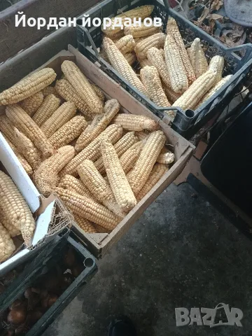 продавам бяла царевица , снимка 3 - За селскостопански - 56646880