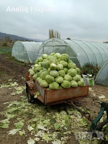 Продавам Зеле Кьосе и Марлу, снимка 3 - Други - 56686282