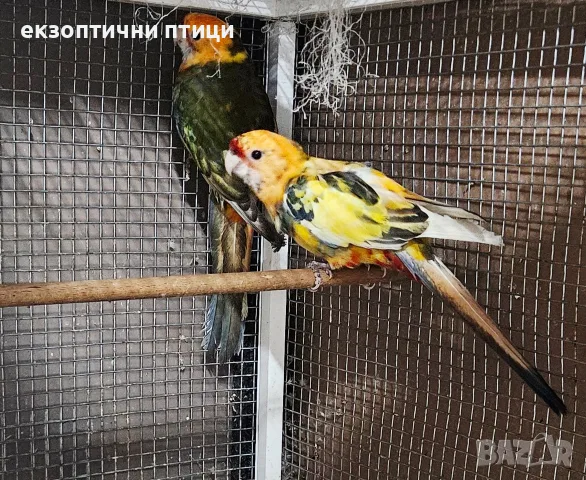 Продавам или Бартер 