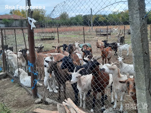 Продавам млечни кози , снимка 2 - Кози - 56728605