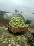 Продавам Зеле Кьосе и Марлу, снимка 3