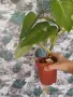 Филодендрон Бяла Принцеса., снимка 1