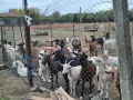 Продавам млечни кози , снимка 2