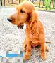 Кокер шпанъол 5 месеца , снимка 2