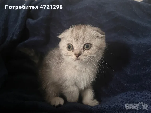 Британски котета, снимка 3 - Британска късокосместа - 56644684