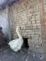 Холмогорски Гъски, снимка 2