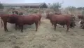 Телета за ИЗЛОЖБА ТОП , снимка 9