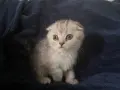 Британски котета, снимка 3