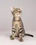 Подарявам котета/Котета търсят дом, снимка 2