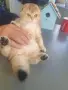 Шотландска златна чинчила, снимка 5