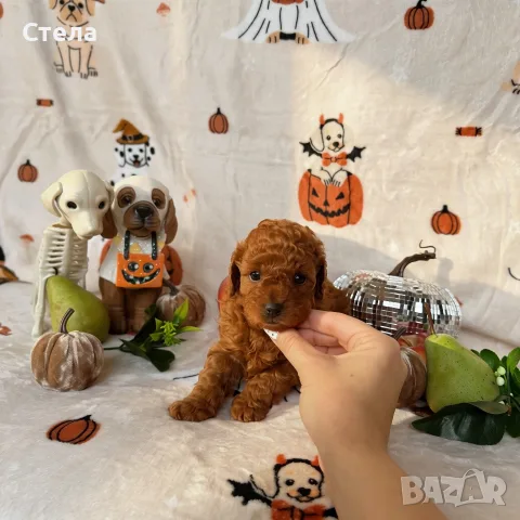 Toy poodle той пудел, снимка 3 - Пудели - 56555077