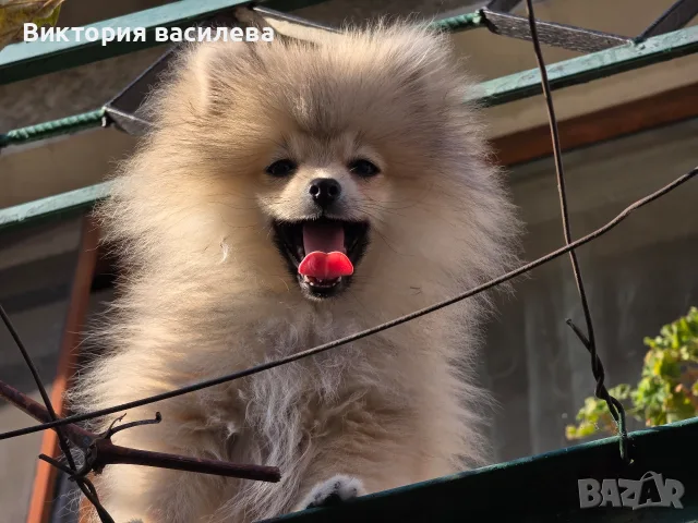 Свободен померан Мъжки, снимка 4 - Померан - 55791883