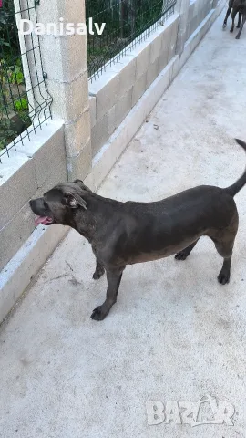 Питбул Блу нос/ Pitbull Blue nose, снимка 16 - Питбул - 56749748