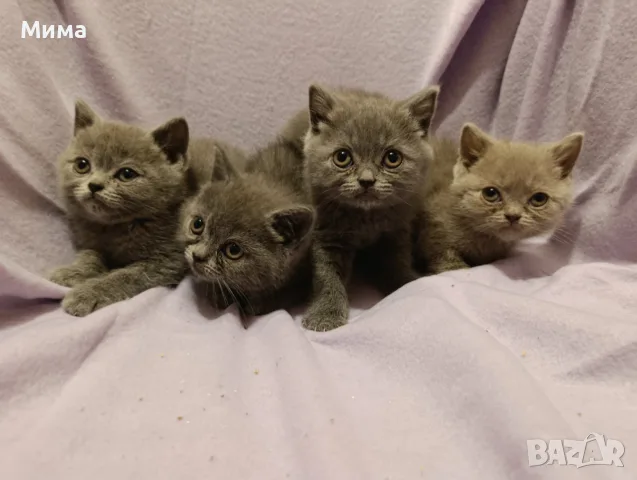 Британски котета, снимка 2 - Британска късокосместа - 56636897