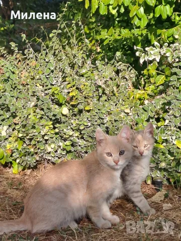 Подарявам две котенца. Майката е дългокосместа.