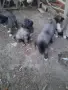 кангали мъжки и женски , снимка 4