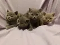 Британски котета, снимка 2