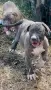 ТОП Американско були ХЛ/ American bully XL, снимка 4
