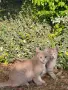 Подарявам две котенца. Майката е дългокосместа., снимка 1