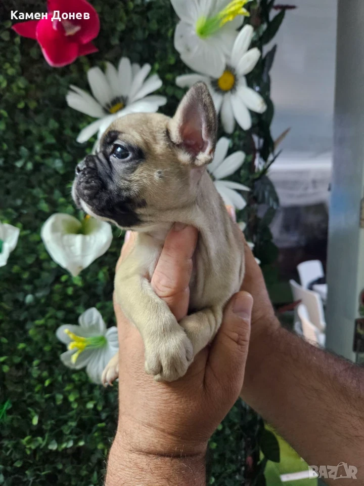 Френски булдог french bulldog , снимка 1