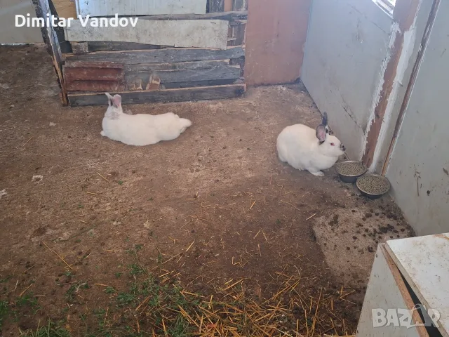 Продавам две женски зайци , снимка 3 - Декоративни зайчета - 56578768