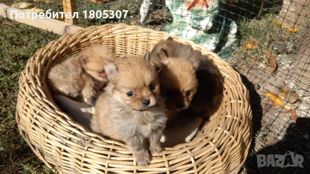 Продавам мини померан, снимка 3 - Померан - 56608989