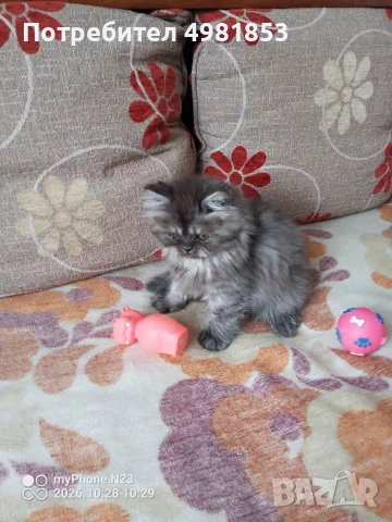 🐾 Персийски котенца търсят своето ново семейство! 🐾