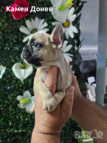 Френски булдог french bulldog 