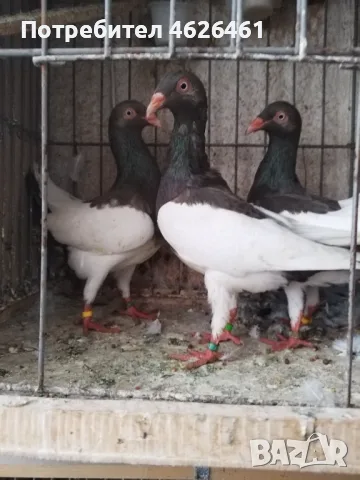 Продавам Датски летачи