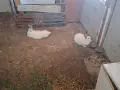 Продавам две женски зайци , снимка 3