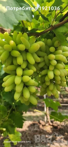 Бутикови сортове грозде, снимка 14 - Разсади - 35306623