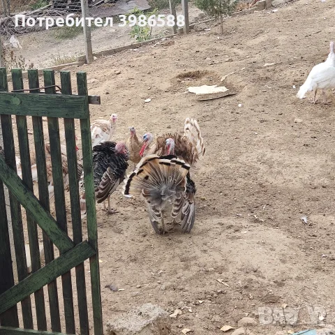 Пуйки,Пуяци Мисирки , снимка 4 - Кокошки и пуйки - 56645331