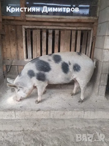Продава се женска